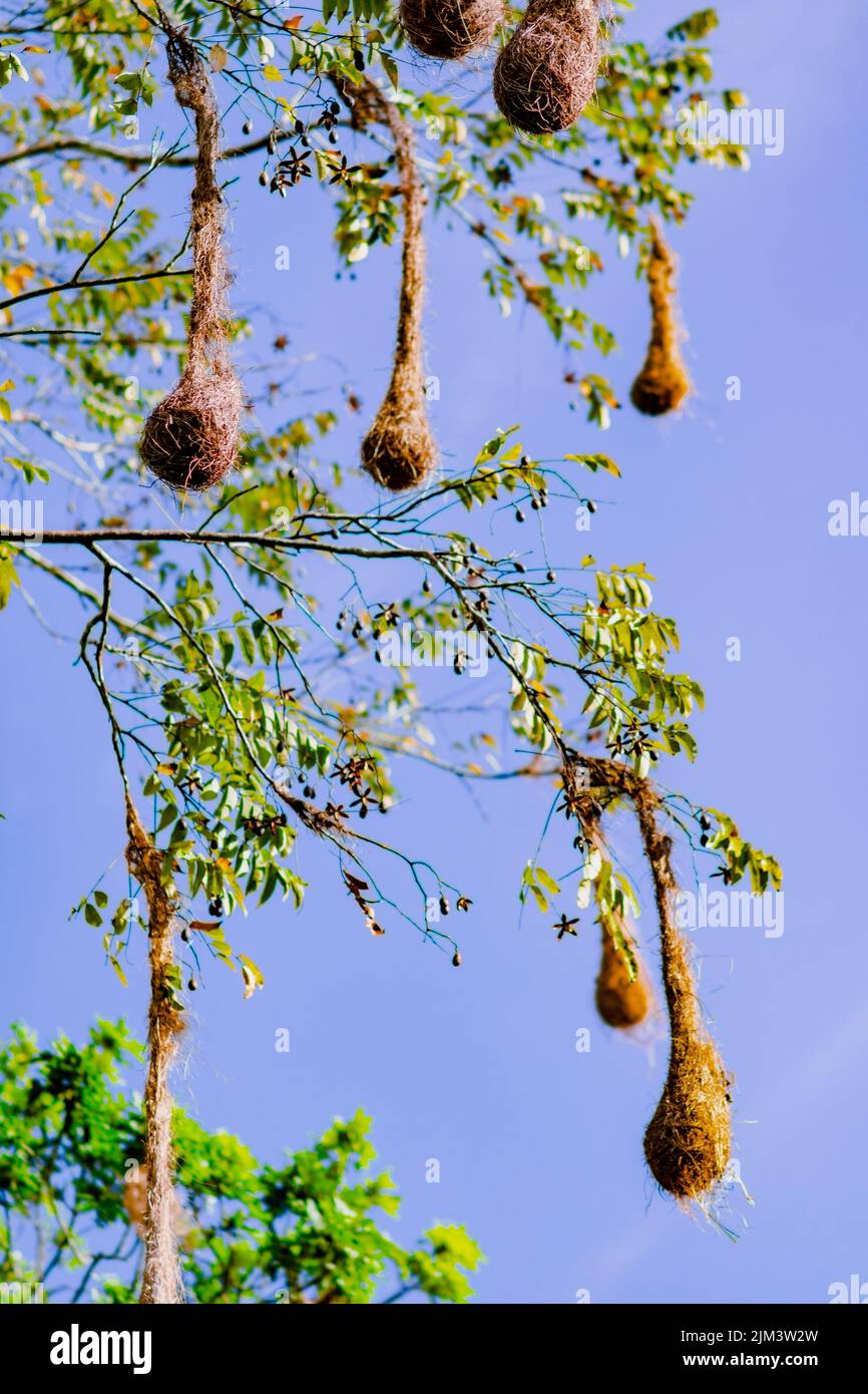 Hanging bird nests in a tall tree Stock Photo Alamy