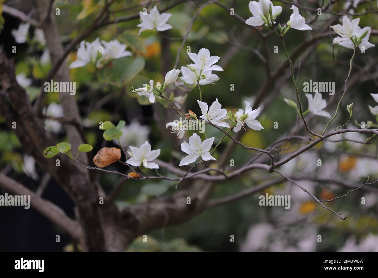 Closeup shot tree leaf hi-res stock photography and images - Alamy