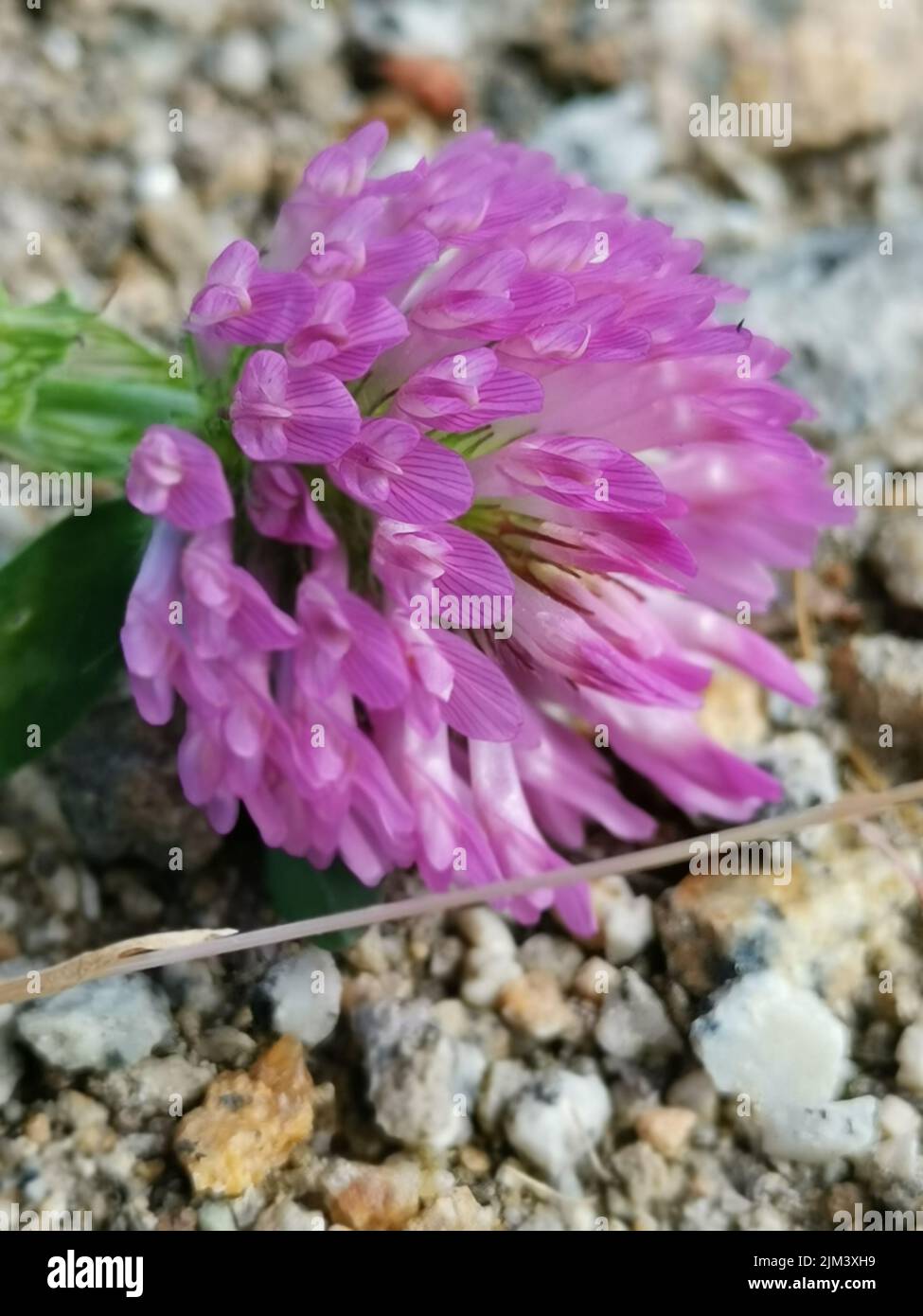 A closeup shot of a Clover or trefoil flower Stock Photo