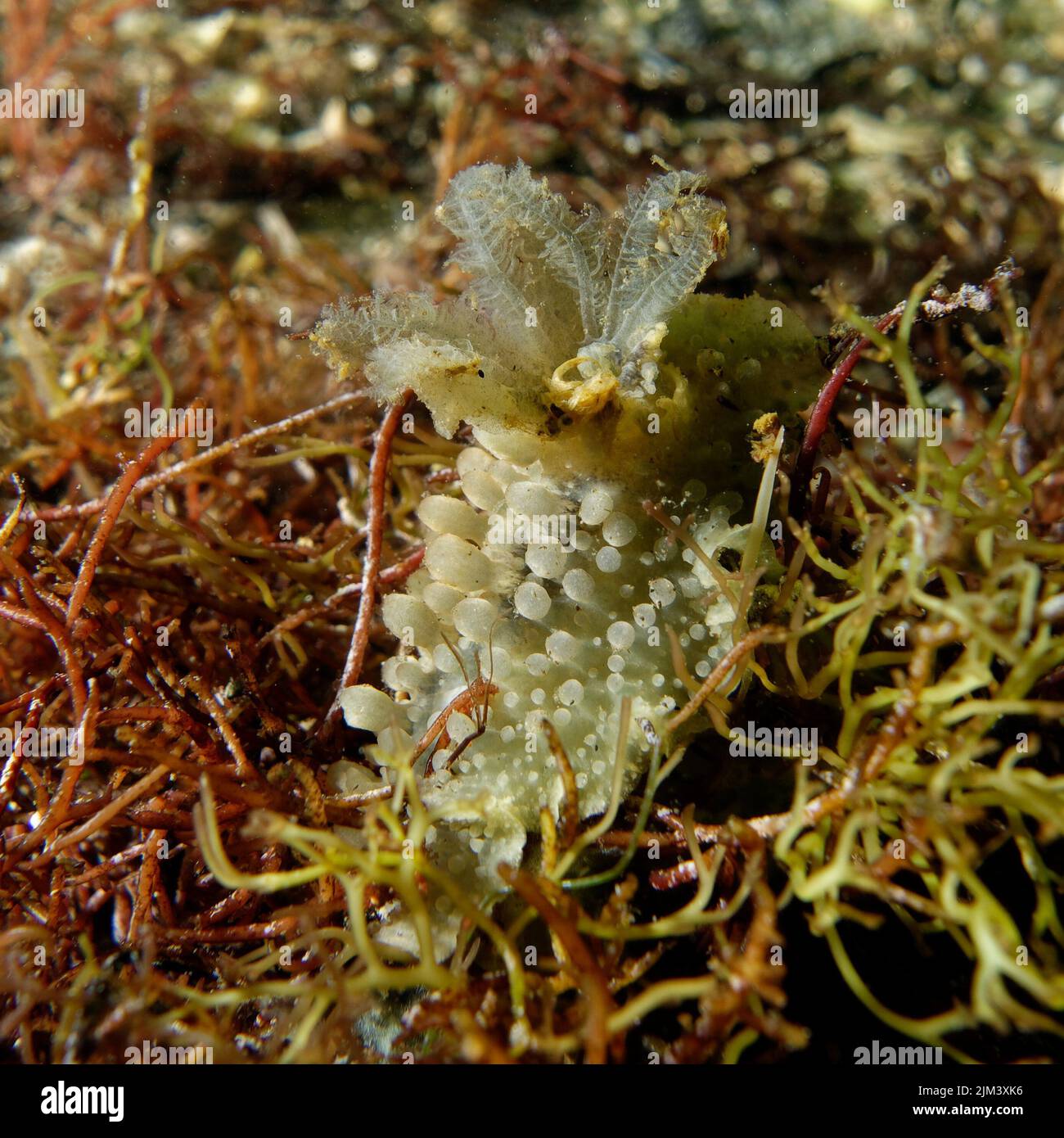 Doris verrucosa hi-res stock photography and images - Alamy