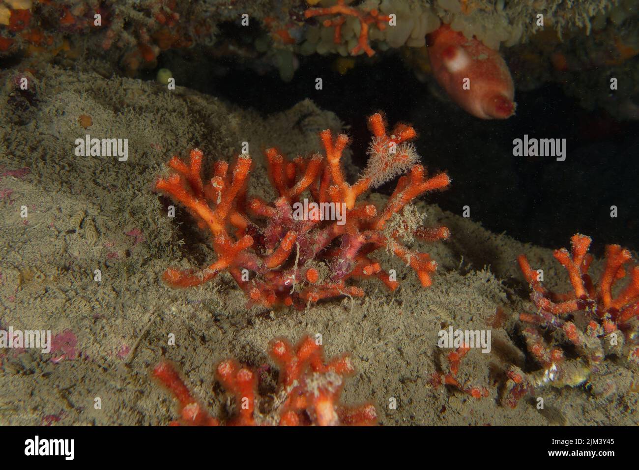 False coral 'Myriapora truncata) in Mediterranean Sea Stock Photo