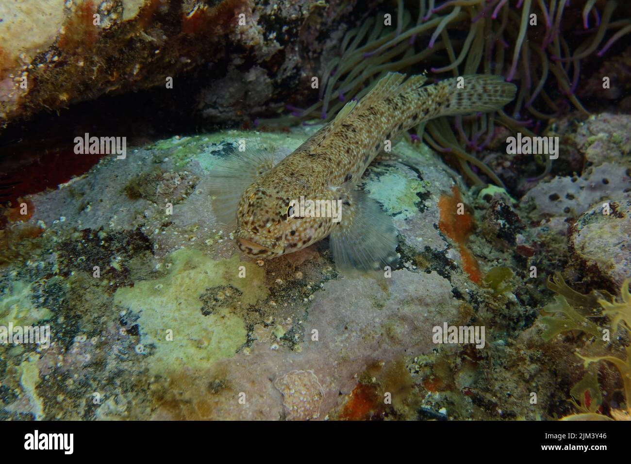 Striped Goby (Gobius incognitus) in Mediterranean Sea Stock Photo