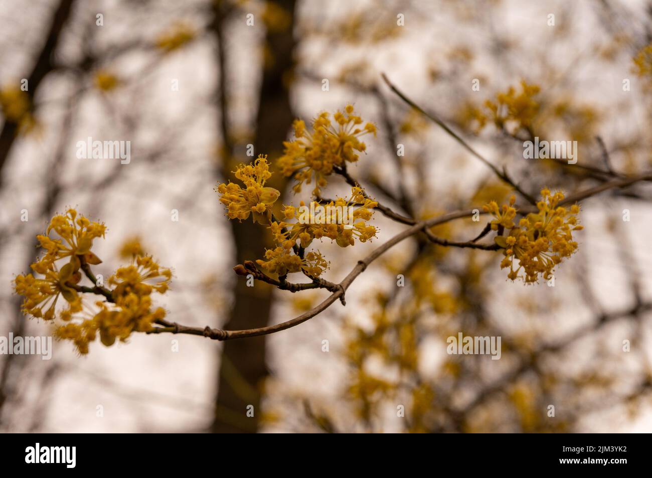 Cornus mas blooming hi-res stock photography and images - Alamy
