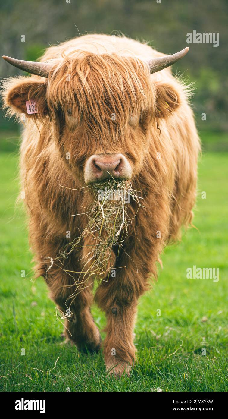 A vertical shot of a Scottish Highland cow in a green field Stock Photo ...