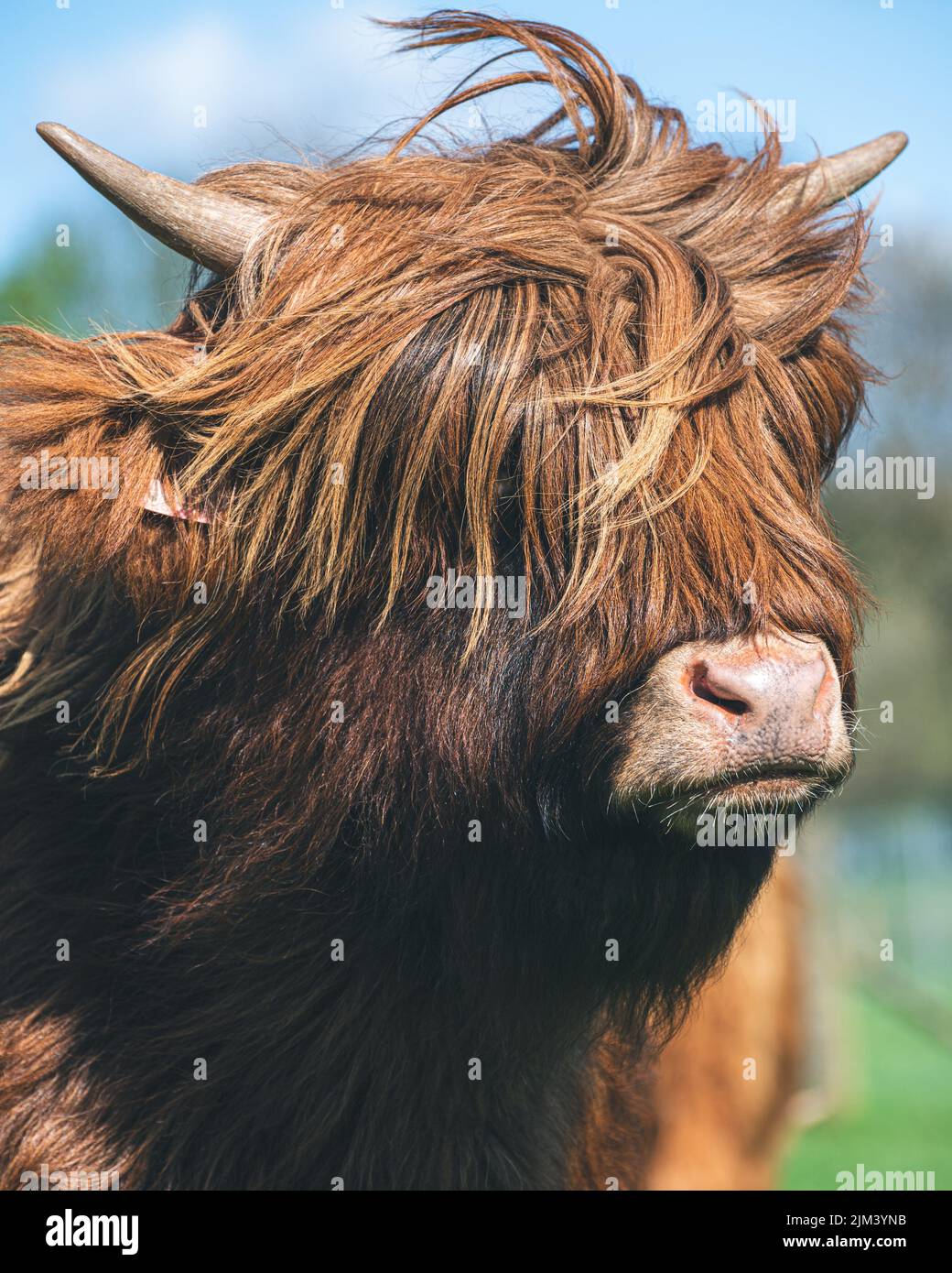 A vertical shot of a Scottish Highland cow in a green field Stock Photo ...