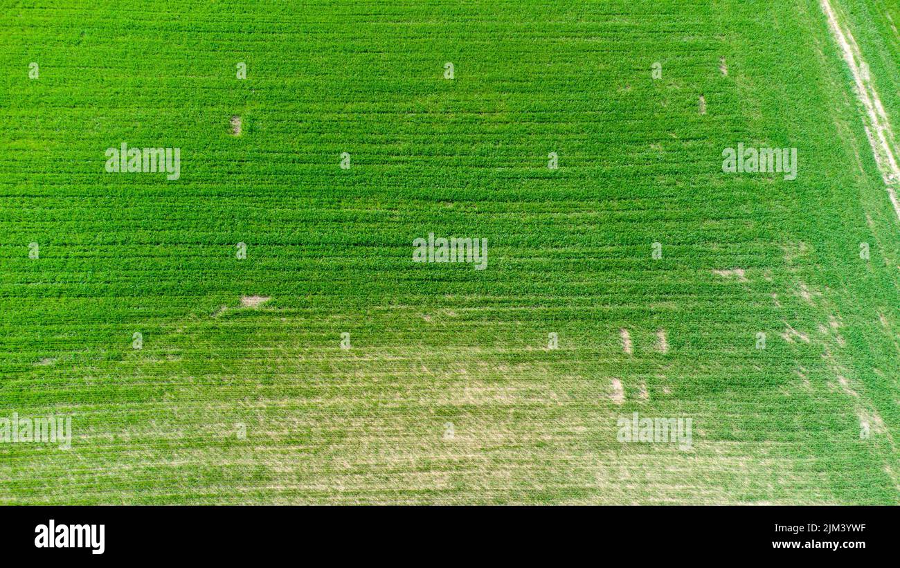 An aerial view of a green agricultural field Stock Photo - Alamy