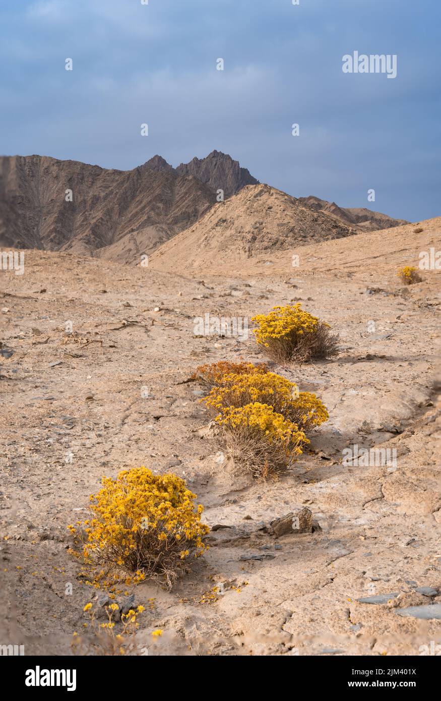 A view of dry shrubland with rocky hills in the background Stock Photo
