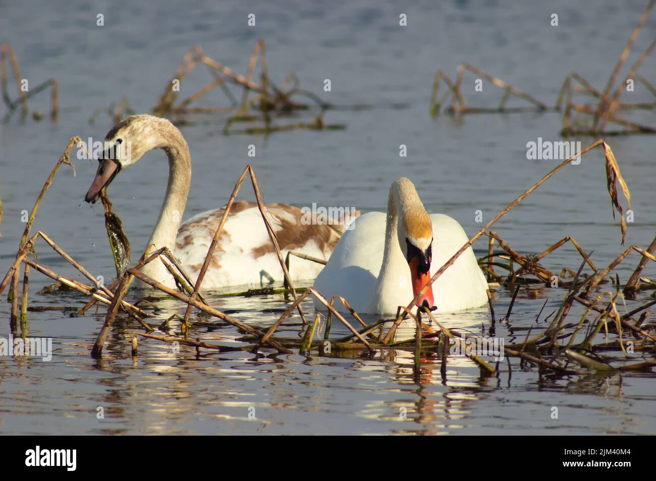 A scenic view of white swans swimming peacefully in the lake Stock ...