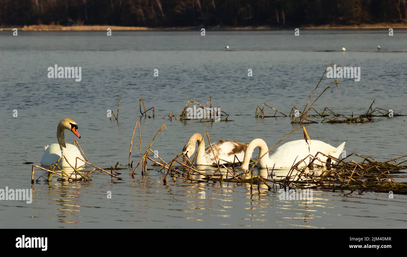 A scenic view of white swans swimming peacefully in the lake Stock ...