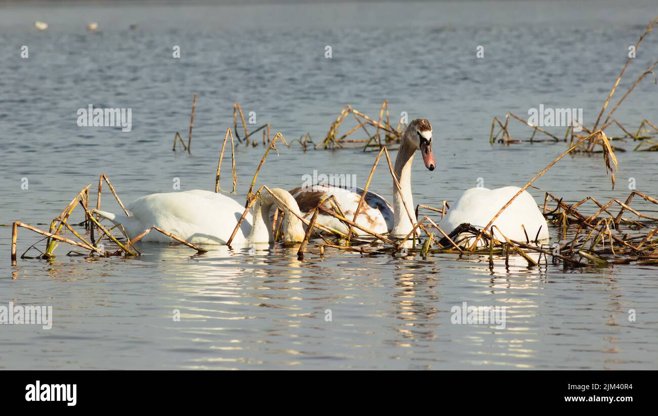 A scenic view of white swans swimming peacefully in the lake Stock ...