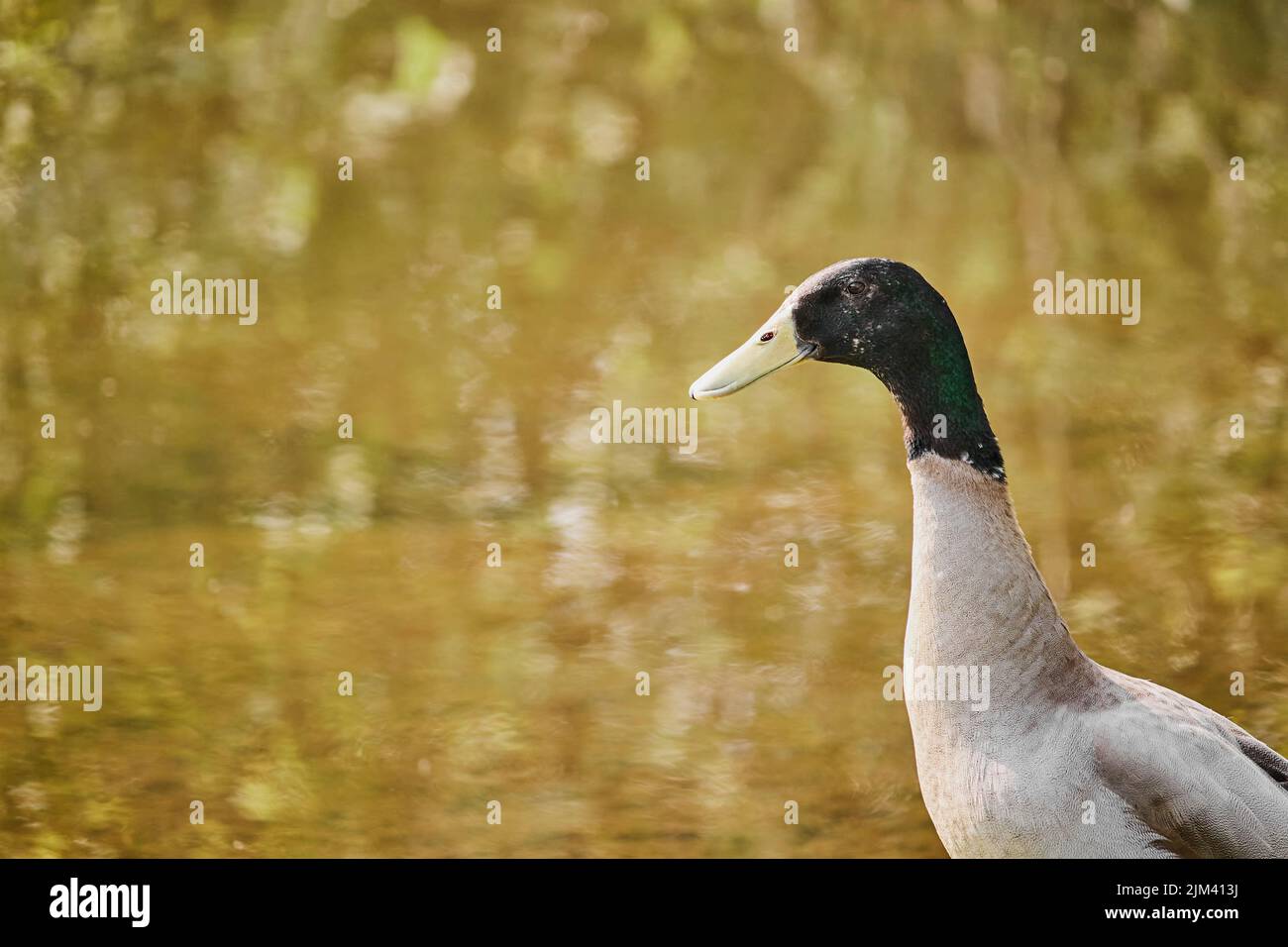 A closeup of the Indian runner duck, Anas platyrhynchos domesticus. Stock Photo
