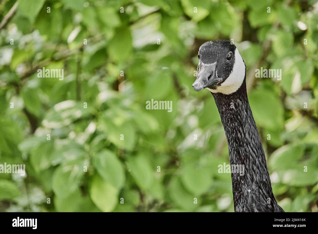 A closeup of the Canada goose, Branta canadensis. Stock Photo