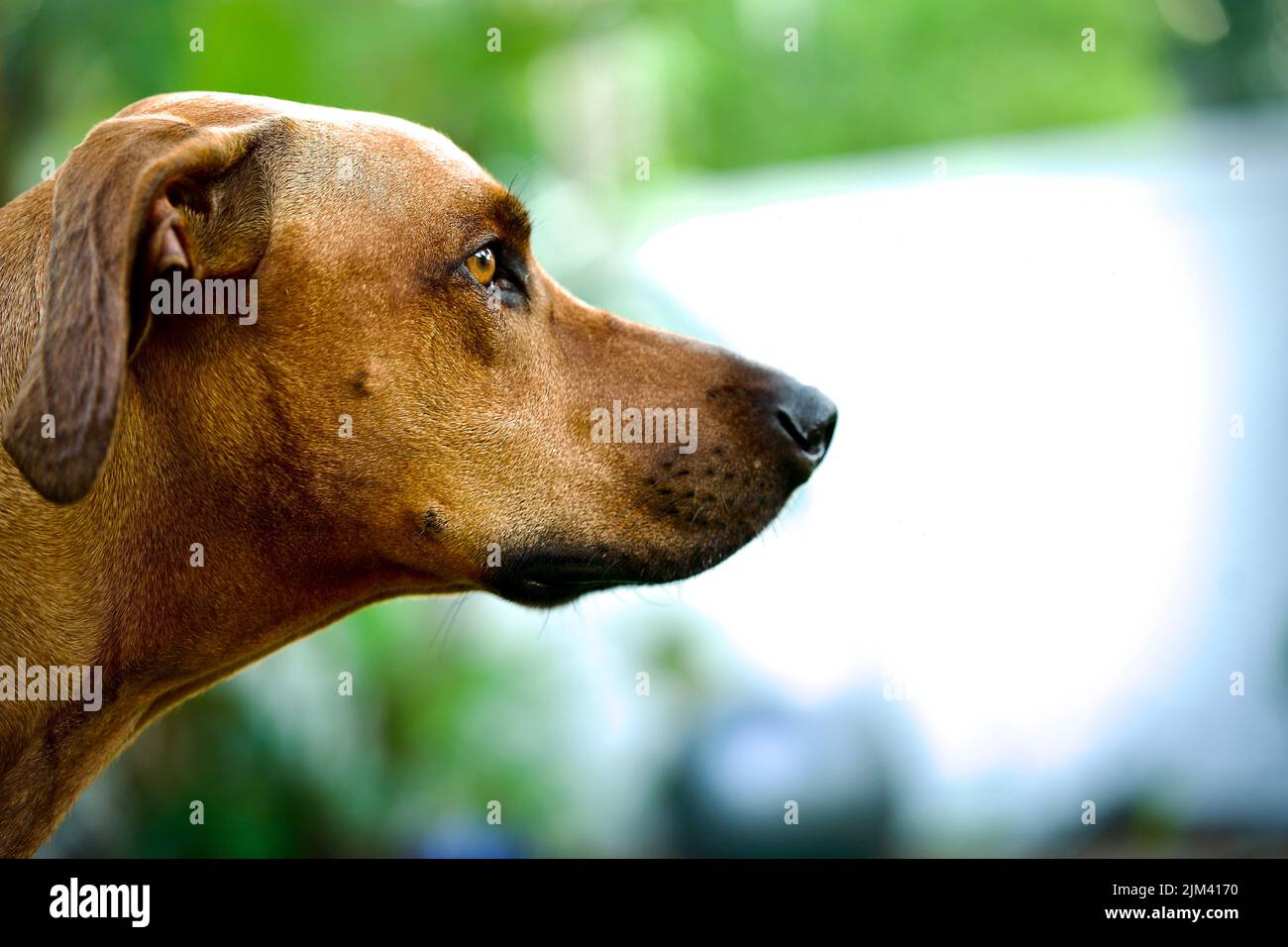 A portrait of a cute brown Rhodesian Ridgeback dog Stock Photo - Alamy