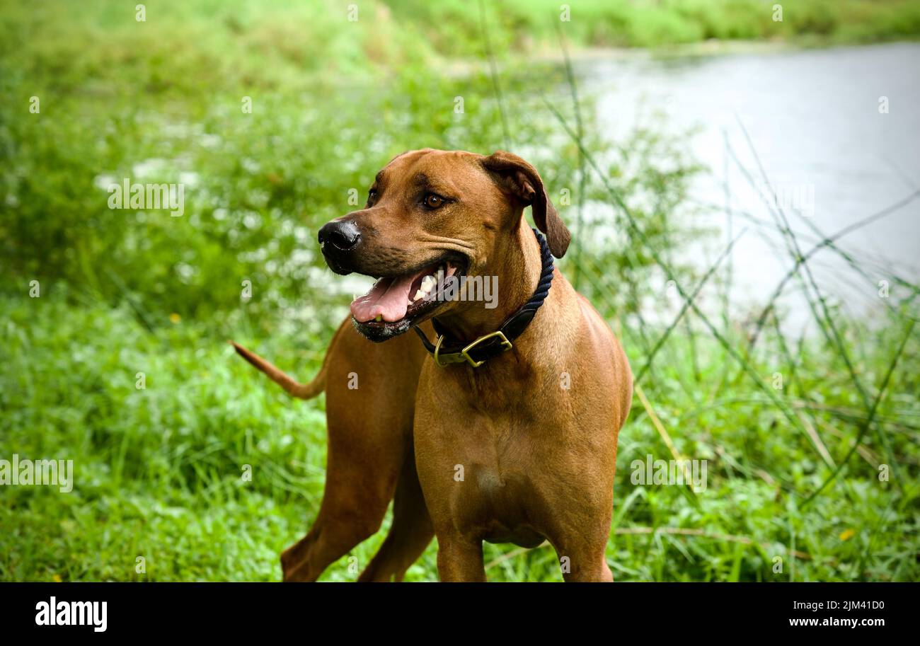 Cute Ridgeback A closeup shot of a cute Rhodesian Ridgeback dog outdoors Stock Photo ...