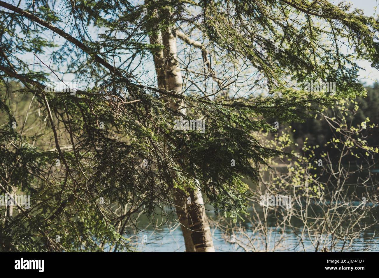 The trees by the lake in daytime Stock Photo - Alamy