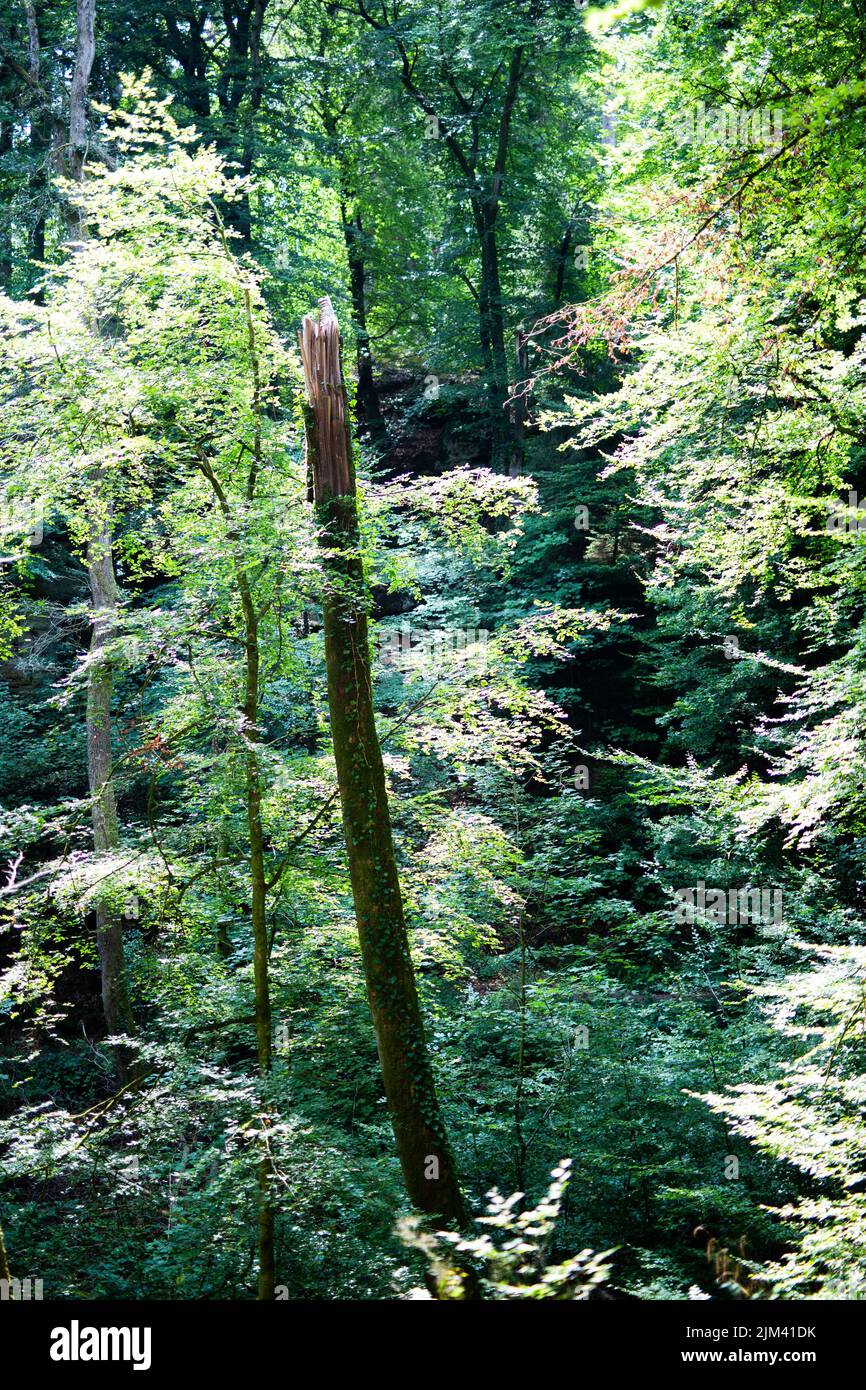 A beautiful view of trees in a forest on a sunny day Stock Photo - Alamy