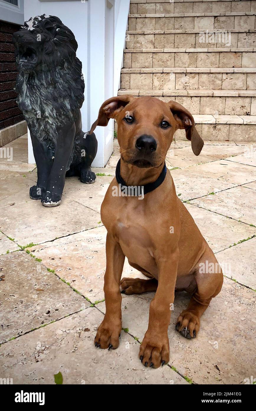 A vertical shot of a Rhodesian Ridgeback dog sitting on the ground ...