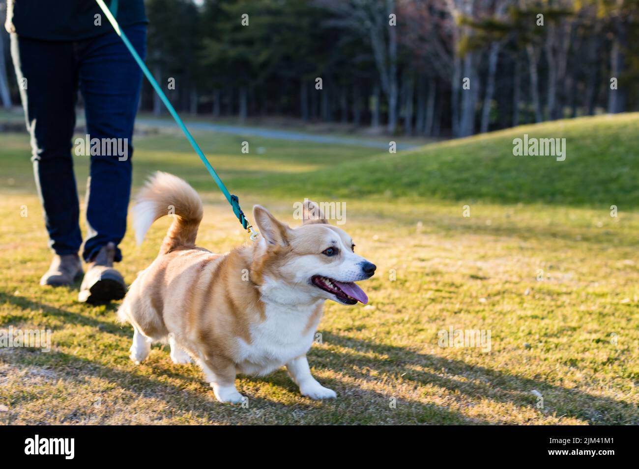 A female with her Pembroke Welsh Corgi dog Stock Photo - Alamy