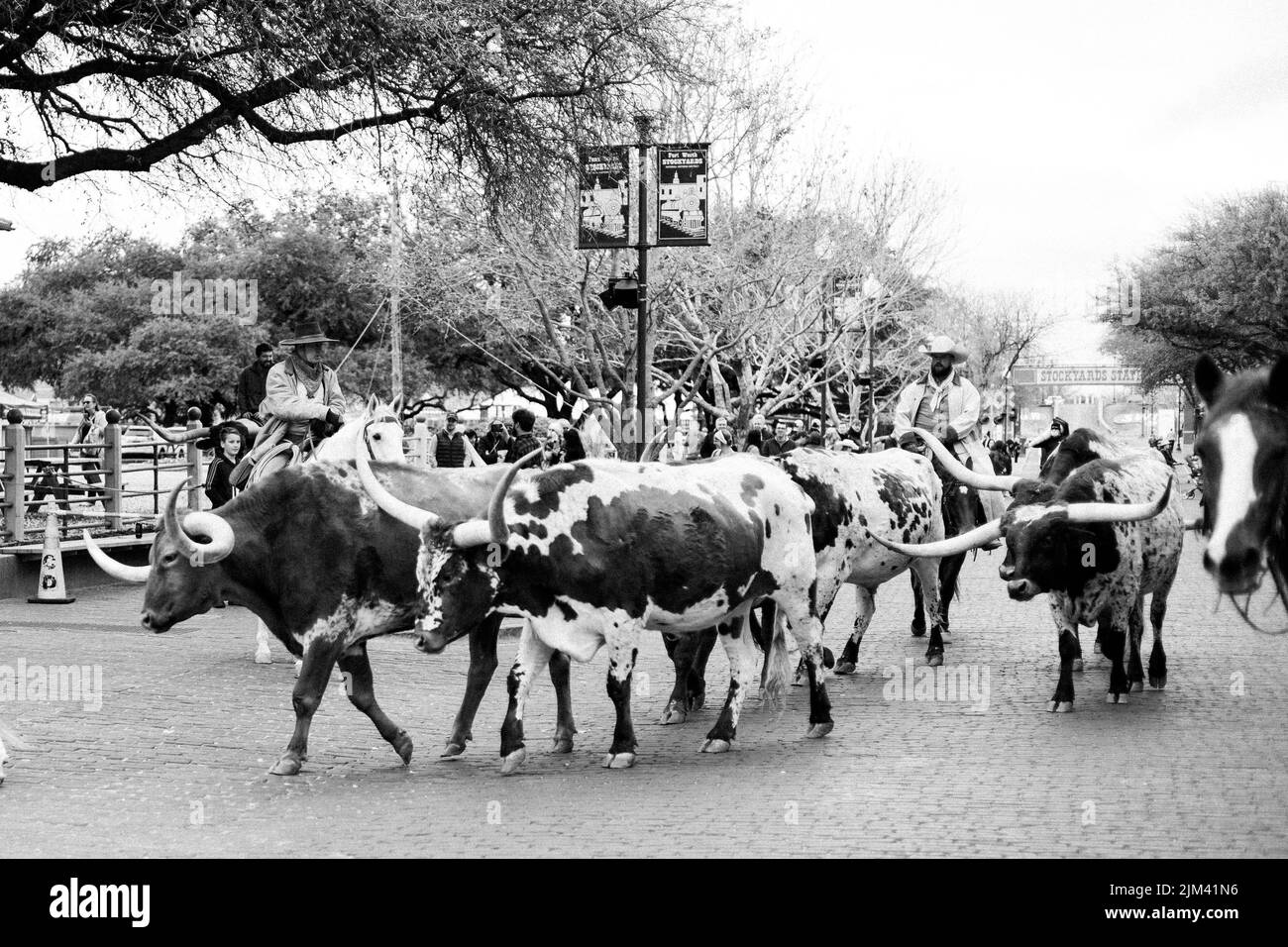 Fort Worth Black and White Pictures Black and White stockyard cattle