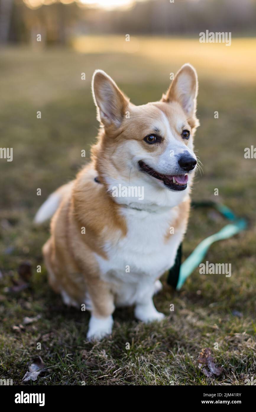 A closeup shot of a smiling Pembroke Welsh Corgi dog sitting on the grass in the park on a sunny day with blurred background Stock Photo