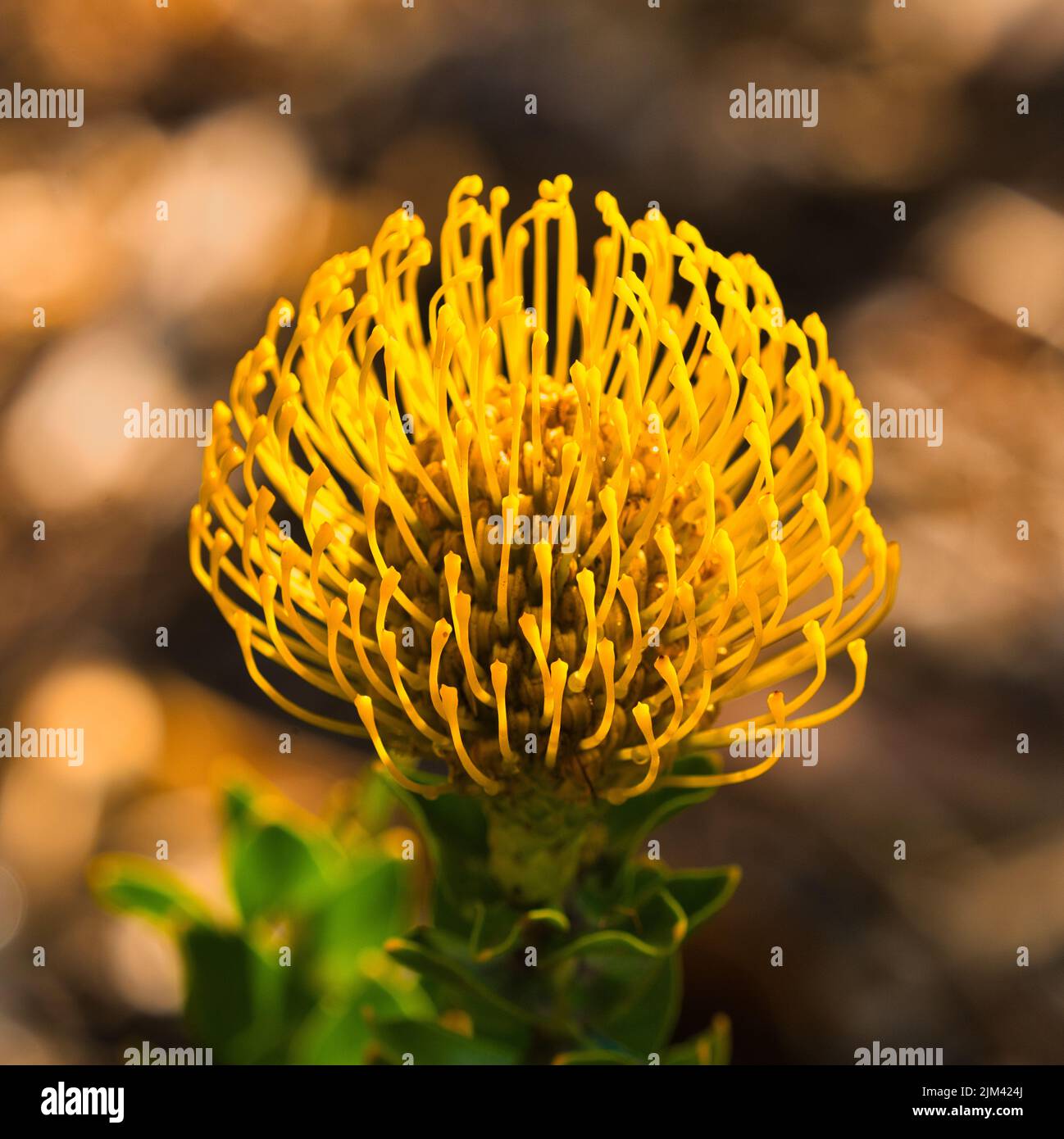 A closeup shot of a blooming yellow pincushion flower Stock Photo