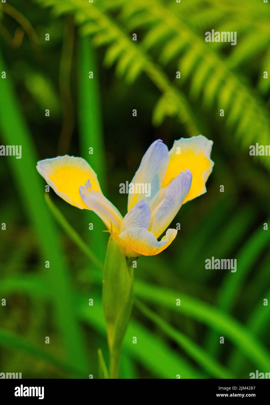 A vertical closeup shot of a vibrant yellow iris flower Stock Photo