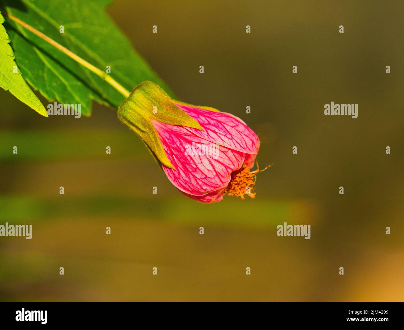 A selective focus shot of a blooming pink Indian mallow flower Stock Photo