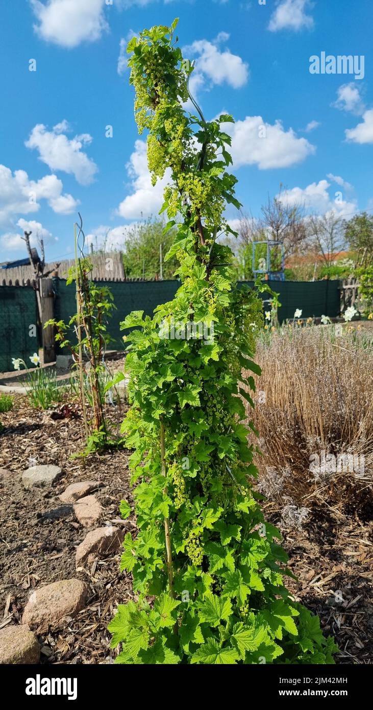 Vertical shot growing tree hi-res stock photography and images - Alamy