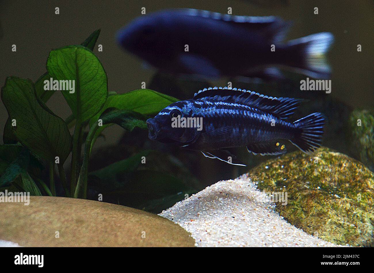 Pseudotropheus cyaneorhabdos male, Maigano Stock Photo