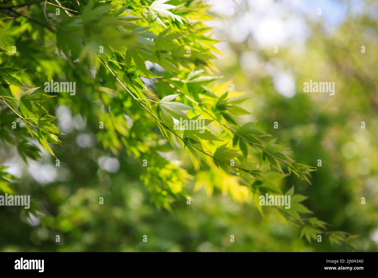 A closeup of green leaves on a tree branch Stock Photo - Alamy