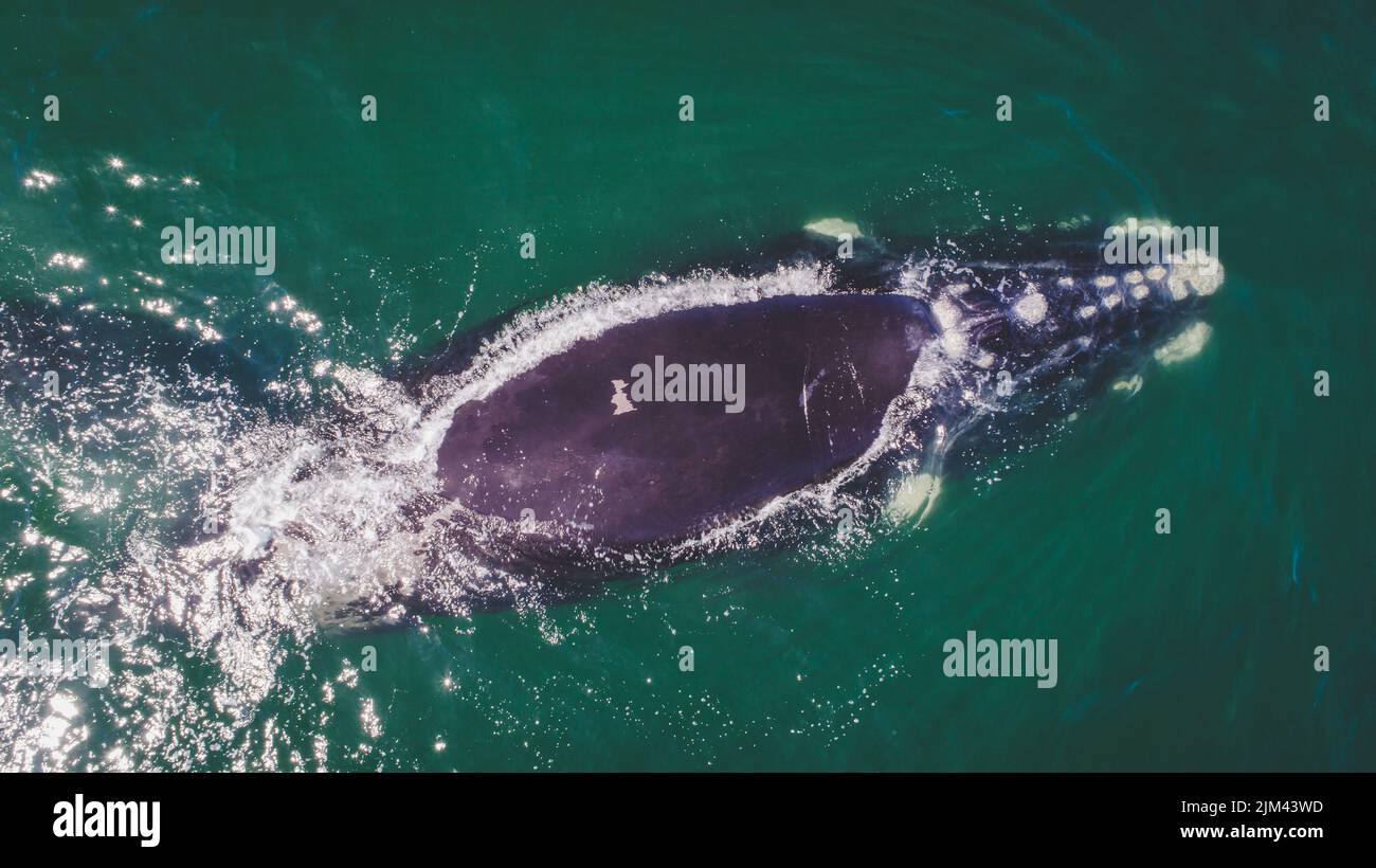 A beautiful Southern Right Whale and her calf along the coast Stock ...