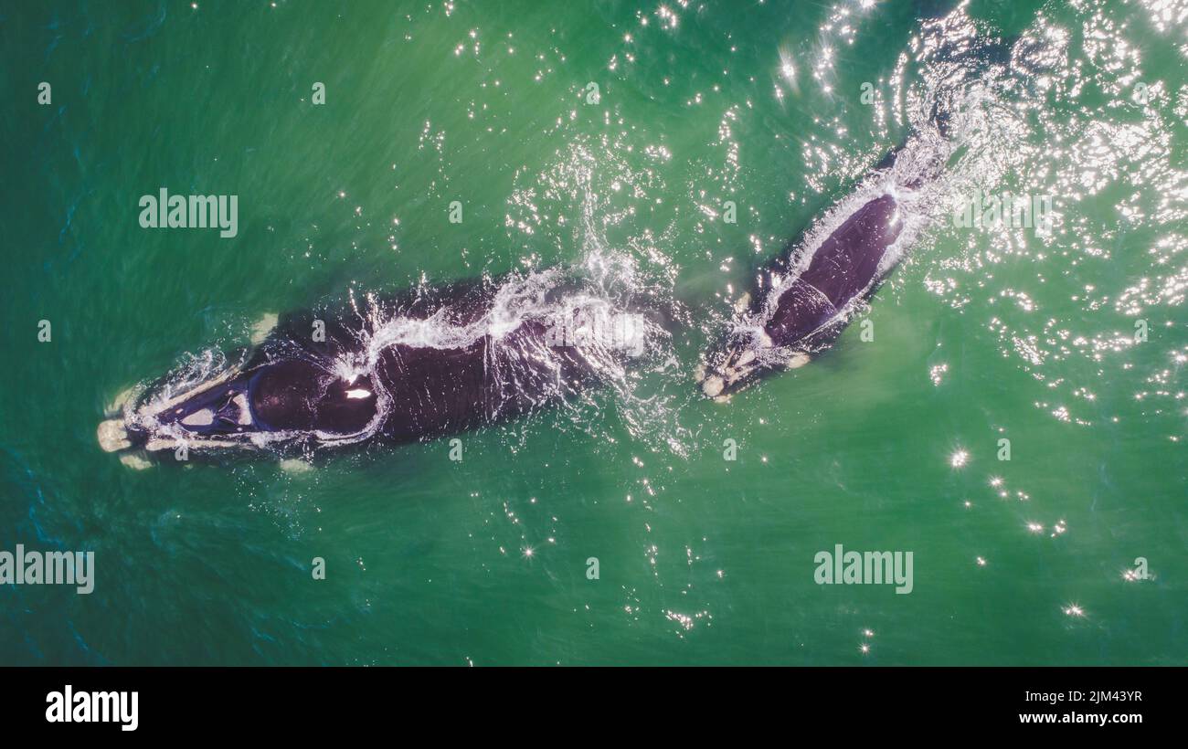 Blue whale calf aerial hi-res stock photography and images - Alamy