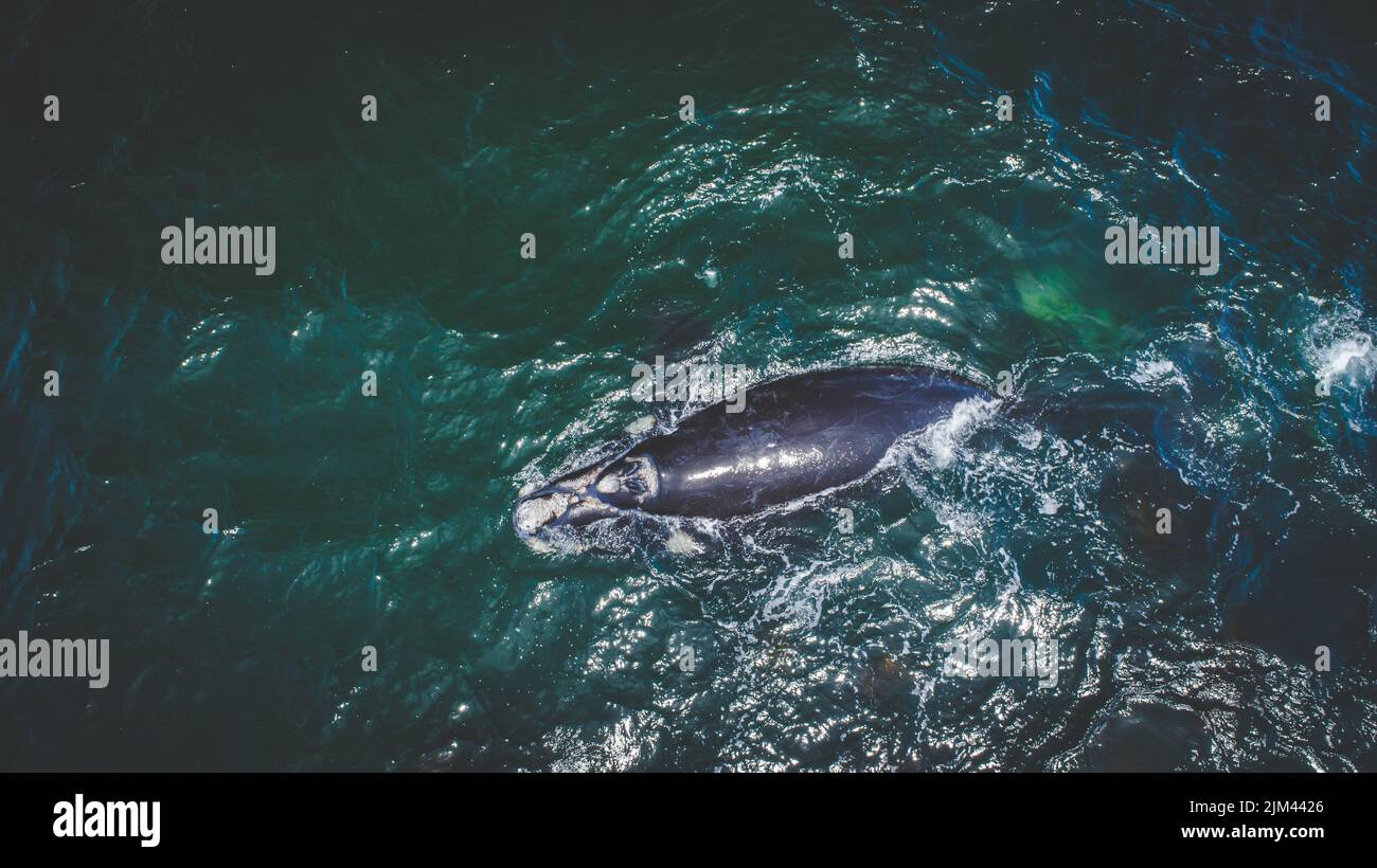 Blue whale calf aerial hi-res stock photography and images - Alamy