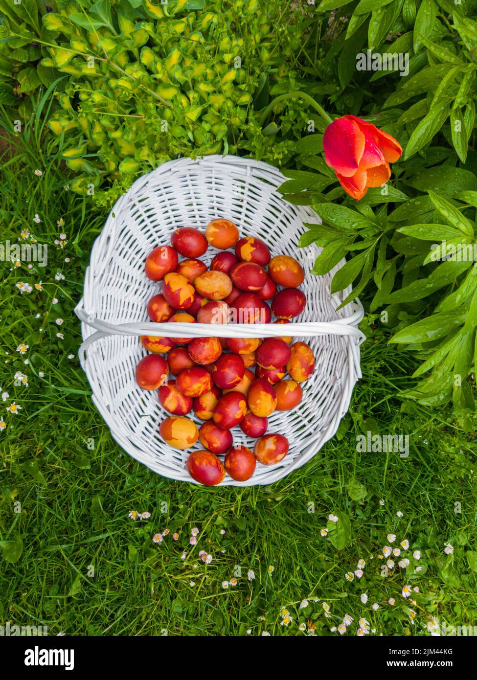 Red Orthodox Easter eggs in basket Stock Photo