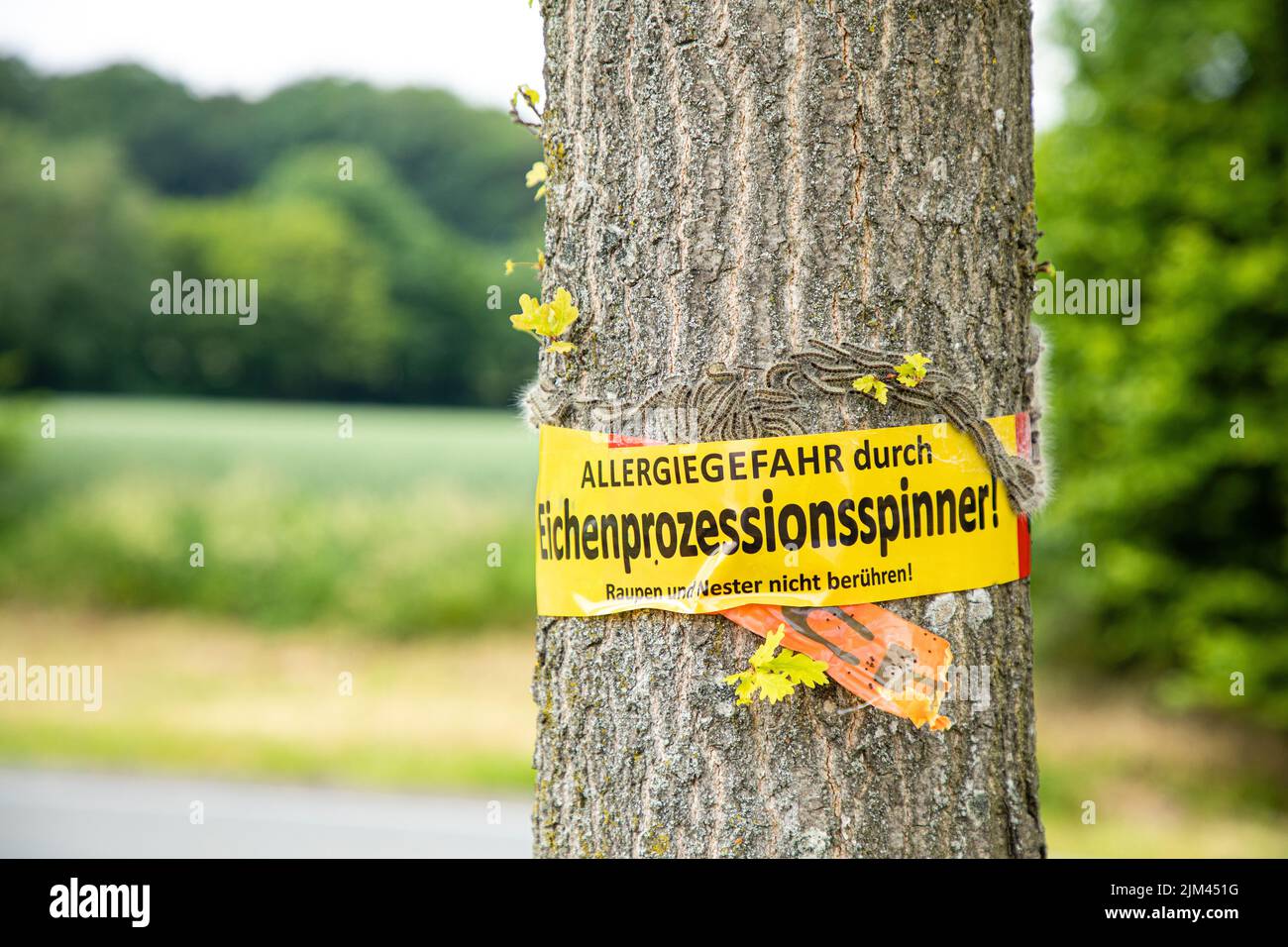 A tree with a german text saying "Do not touch the caterpillars and