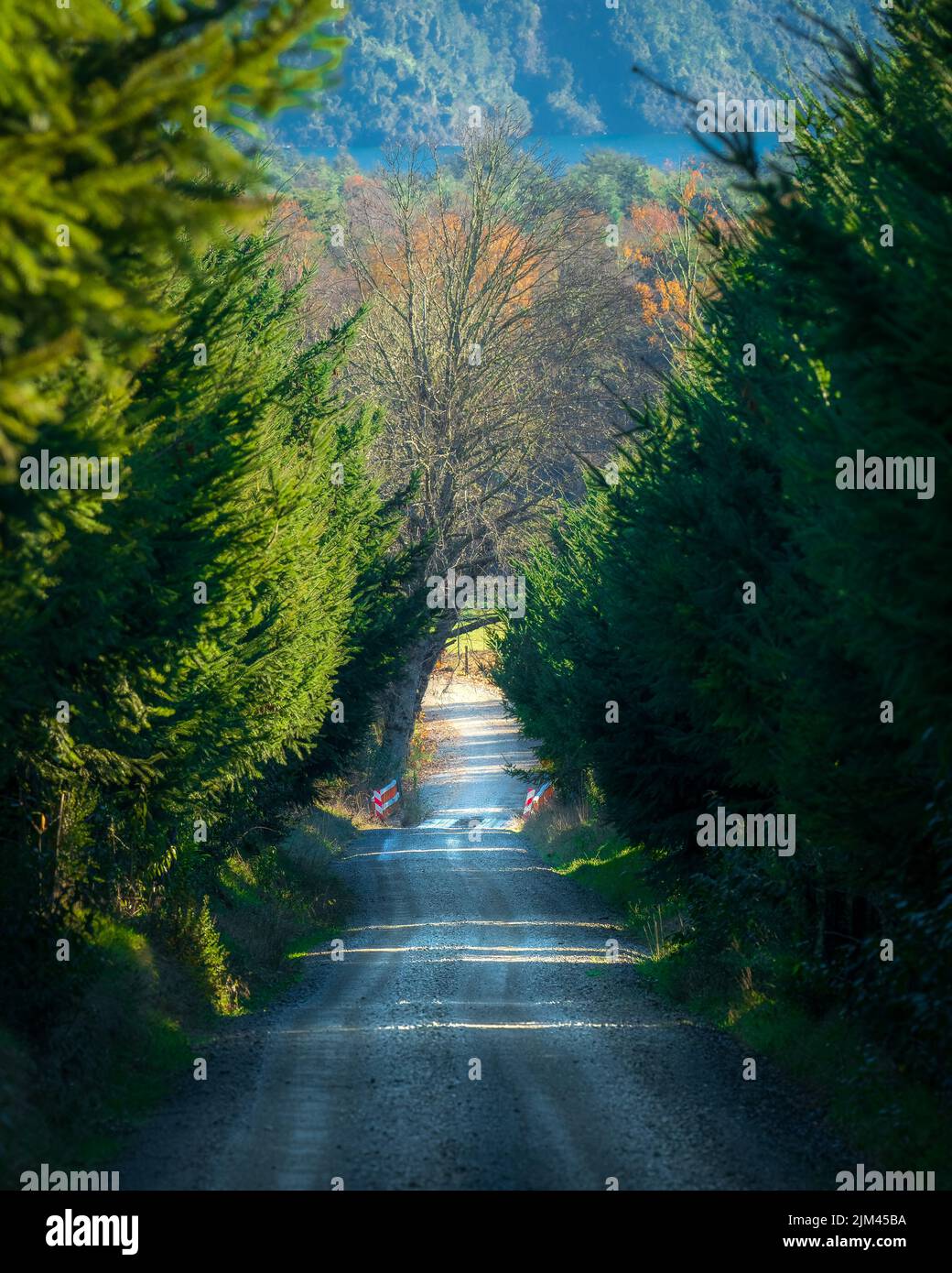 A vertical shot of road surrounded by trees Stock Photo - Alamy