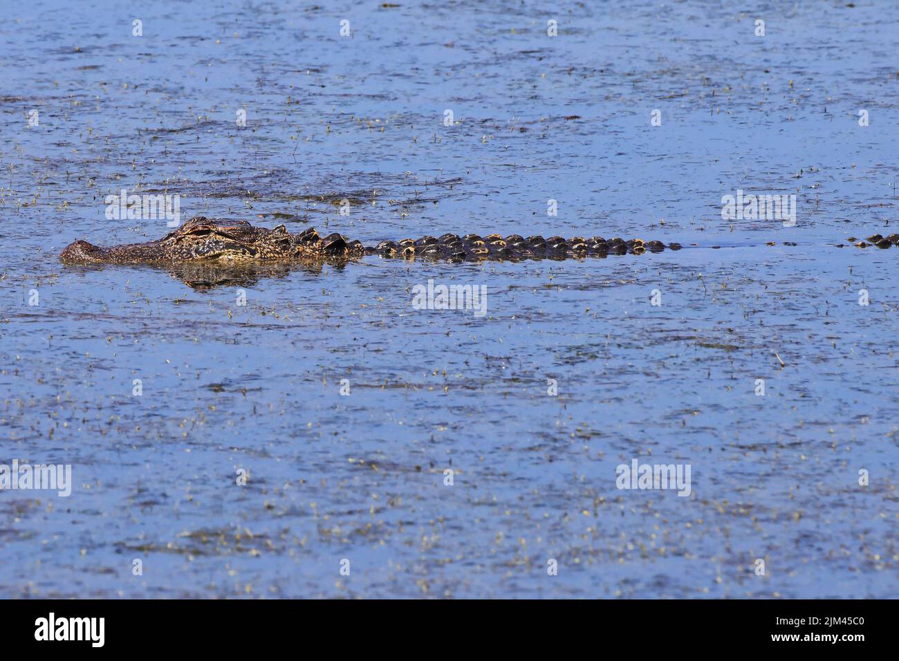 The American alligator in the river. Alligator mississippiensis Stock Photo Alamy