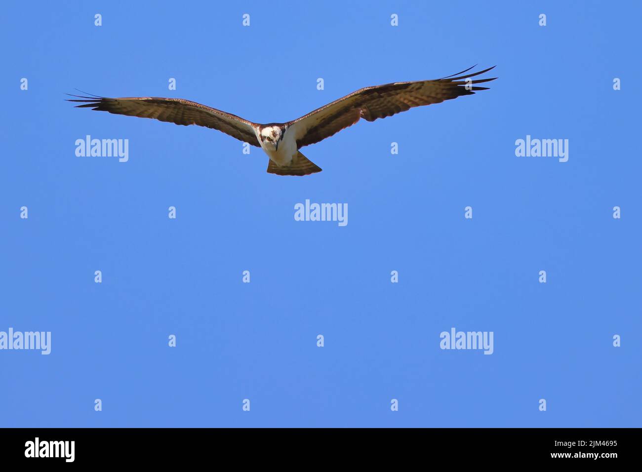 A scenic view of an Osprey soaring in the blue sky Stock Photo - Alamy