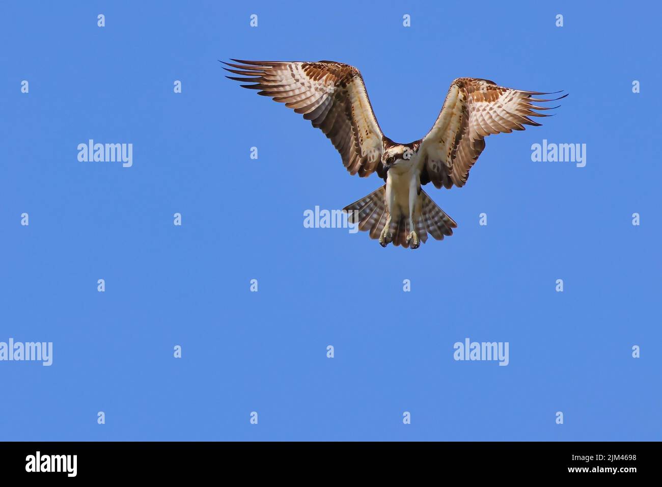 A scenic view of an Osprey soaring in the blue sky Stock Photo - Alamy