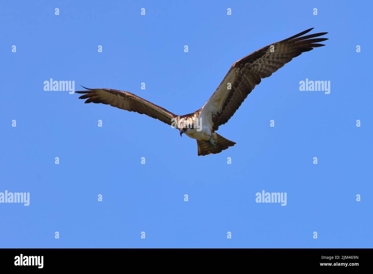 A scenic view of an Osprey soaring in the blue sky Stock Photo - Alamy