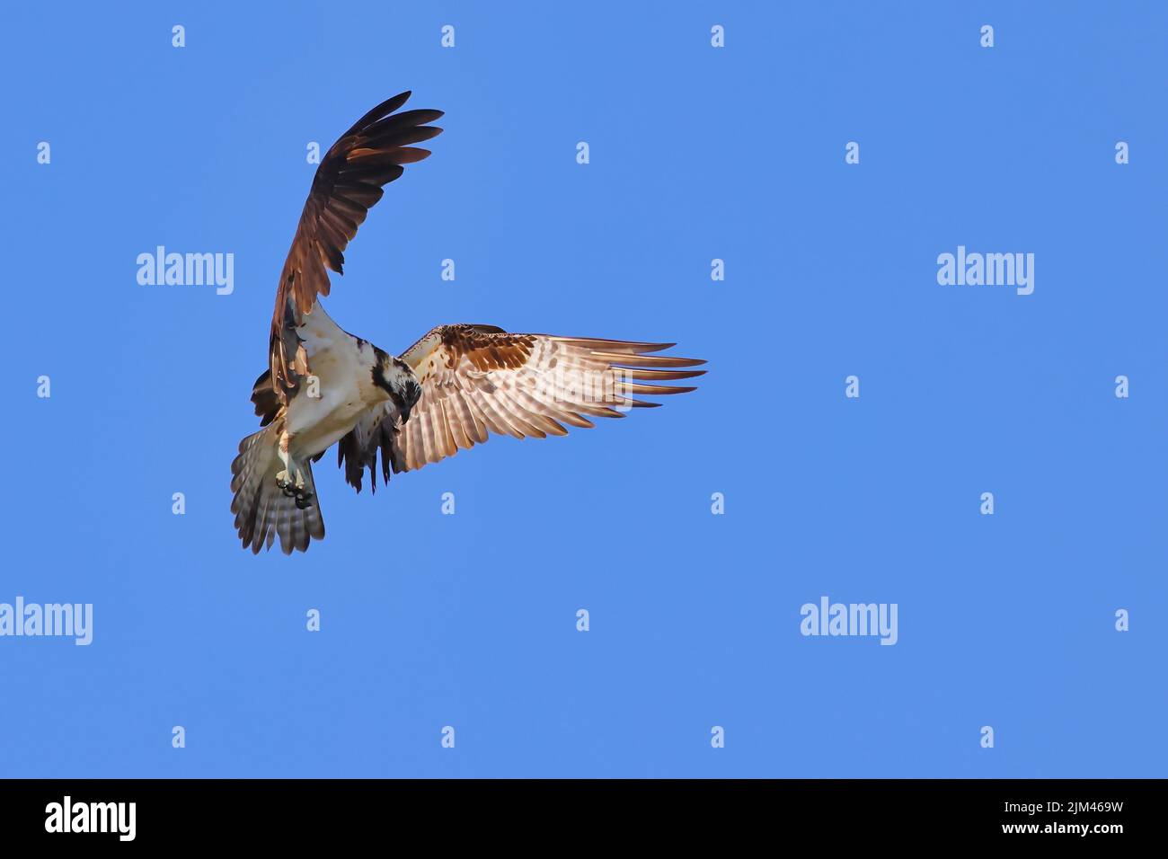 A scenic view of an Osprey soaring in the blue sky Stock Photo - Alamy