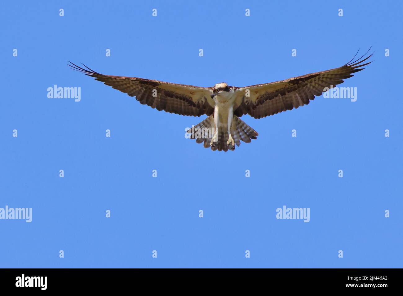 A scenic view of an Osprey soaring in the blue sky Stock Photo - Alamy