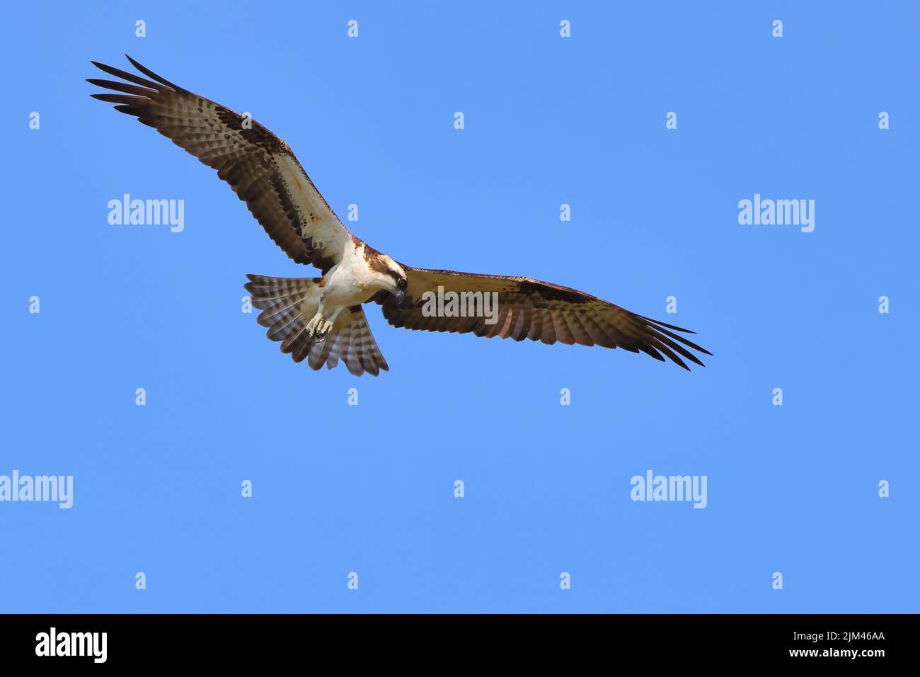 A scenic view of an Osprey soaring in the blue sky Stock Photo - Alamy