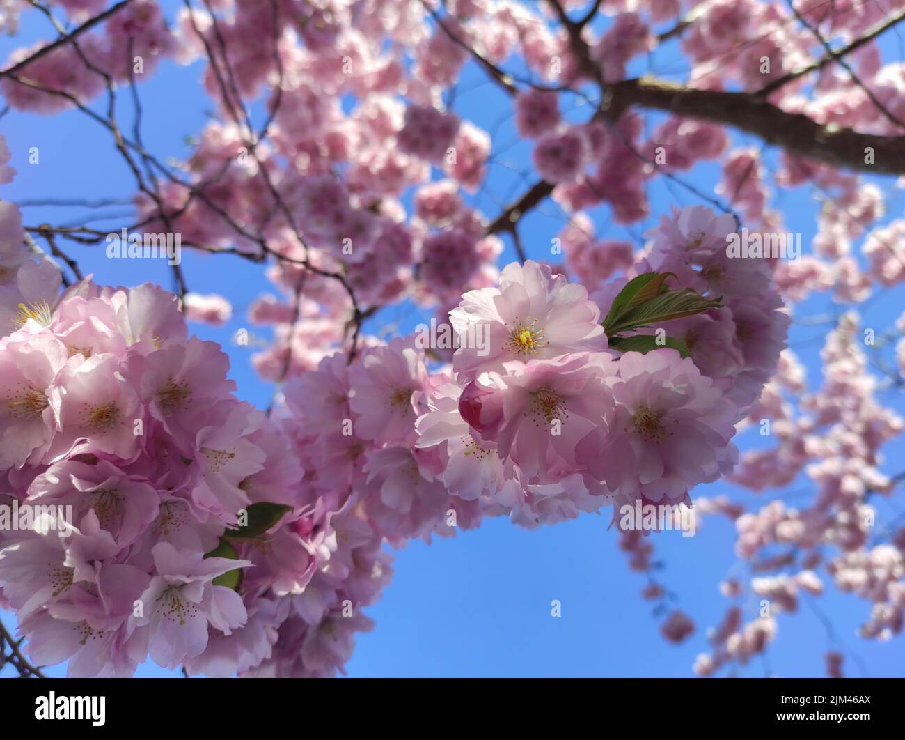 Blooming cherry blossom tree hi-res stock photography and images - Alamy
