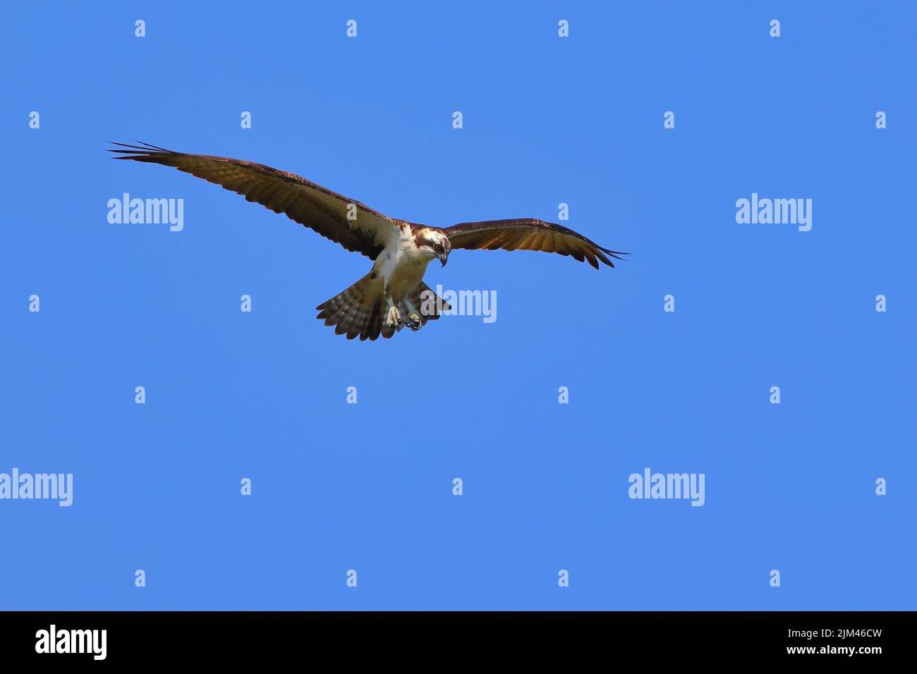 A scenic view of an Osprey soaring in the blue sky Stock Photo - Alamy