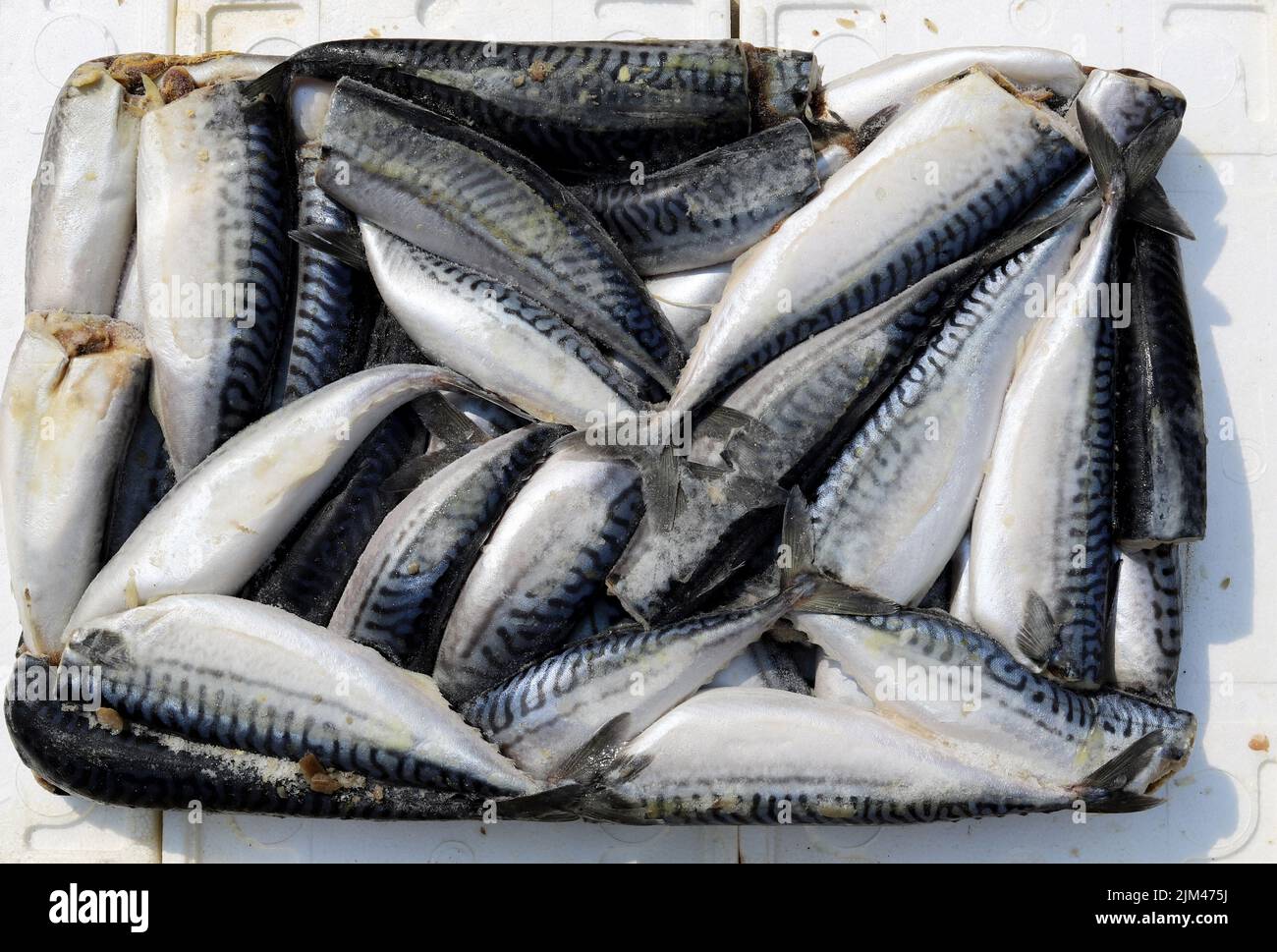 A top view of a raw mackerel fish in the market for sale Stock Photo Alamy