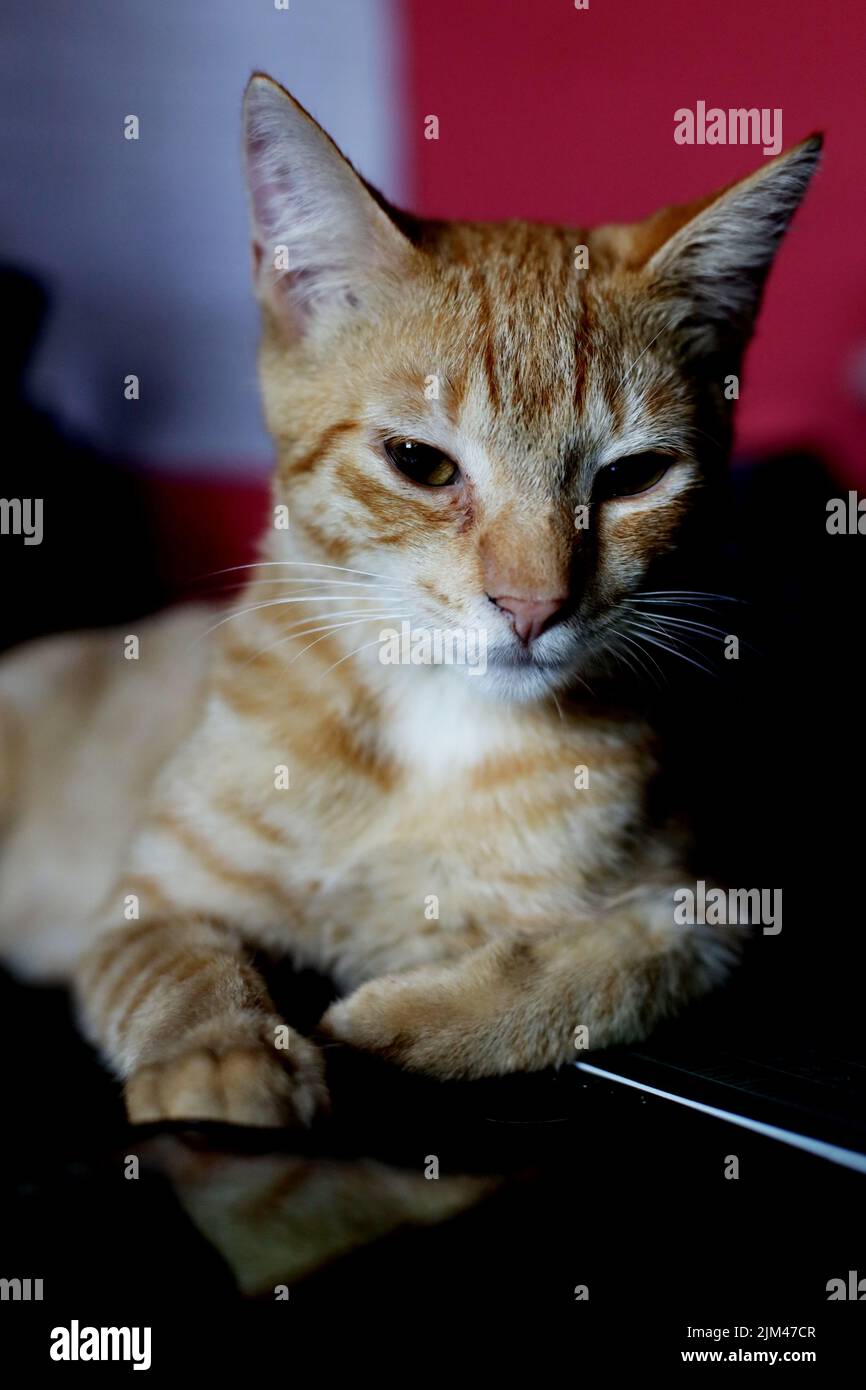 A cute ginger kitten indoors Stock Photo