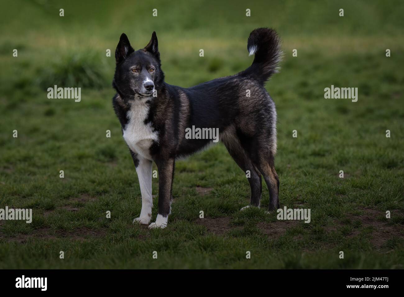 A BLACK AND WHITE SHEPARD MIX STANDING IN A FIELD LOOKING OUT WITH BRIGHT EYES AT THE MARYMOOR PARK OFF LEASH DOG AREA IN REDMOND WASHINGTON Stock Photo