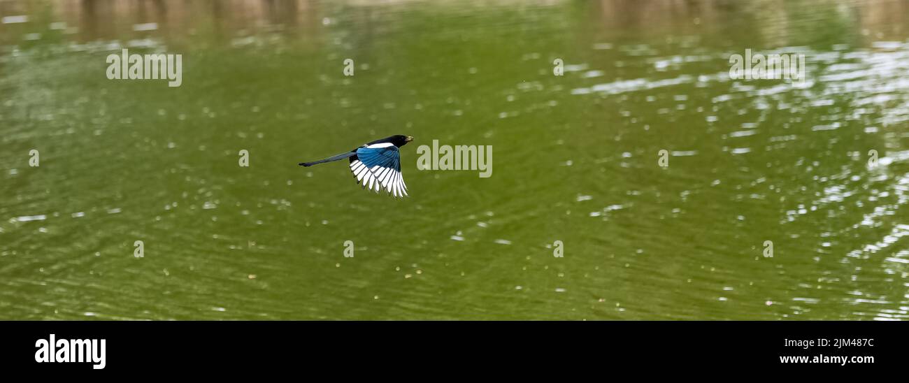 An eurasian Magpie, Pica pica, bird flying under a lake in springtime Stock Photo