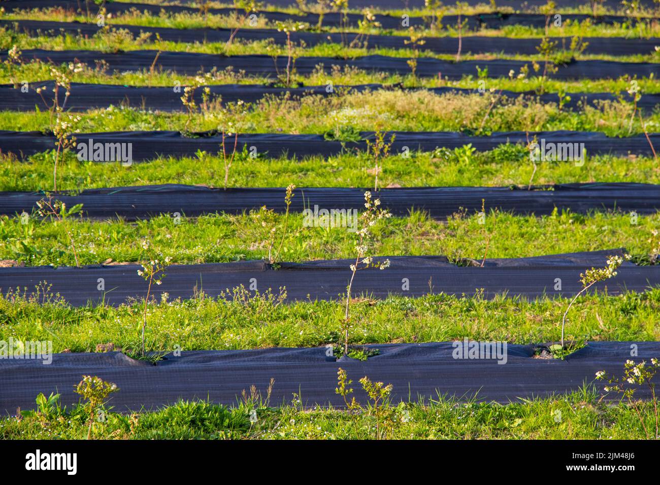 The blueberry plantation, the field on the farm in Samegrelo,